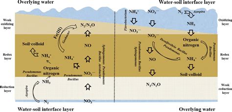 A Upwelling Nitrogen Conversion Model B Downwelling Nitrogen