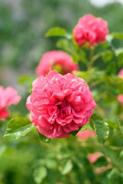 Premium Photo | Pink climbing rose grows in the garden in summer