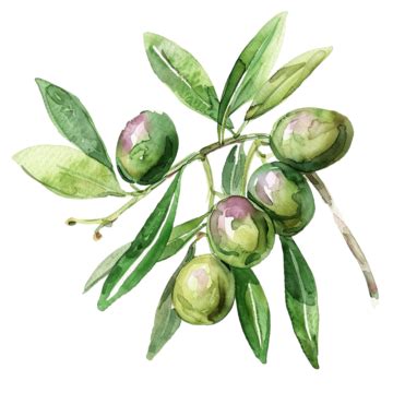 Clipart Black Olive Black Olives Olives Terminalia Chebula Png