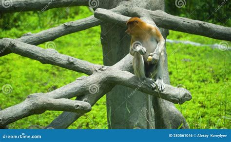 Proboscis Monkeys in Borneo. Malaysia. Stock Footage - Video of monkey ...