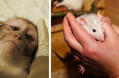 History Of Animal Testing An Appalling Affair Waf