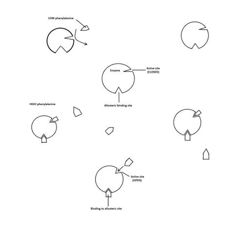 Pku Can Result From Defects In Phenylalanine Hydroxylase Pa Quizlet