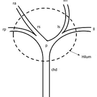 Mdct Cholangiography With Volume Rendering For The Assessment Of