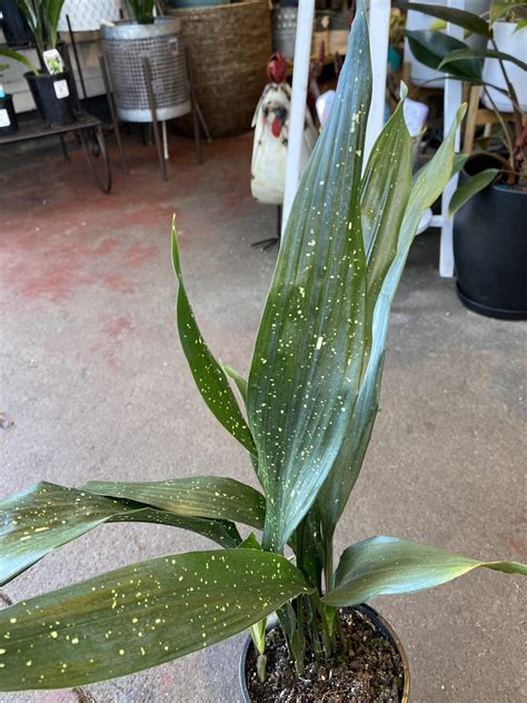 Aspidistra Shooting Star Spotted Cast Iron Plant Guildford Garden