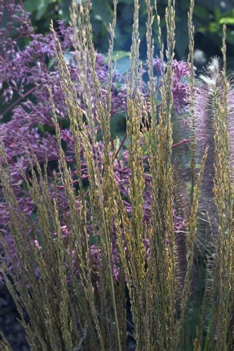 Molinia Caerulea Strahlenquelle Purple Moor Grass Garden Center Marketing