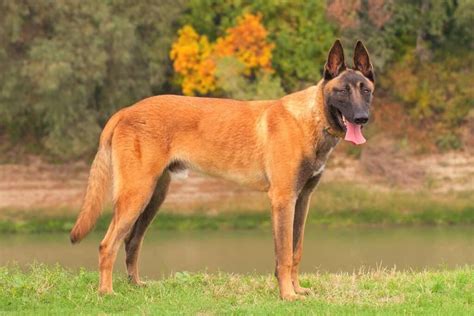 11 Best Police Dog Breeds Known For Their Brave Services 2022