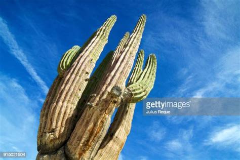 Valley Of The Giants Photos And Premium High Res Pictures Getty Images