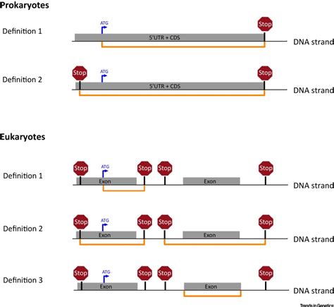 The Definition Of Open Reading Frame Revisited Trends In Genetics