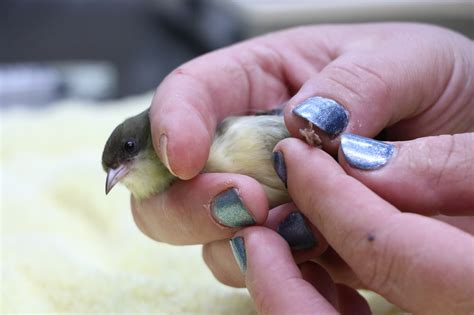 Akikiki in hand-HawaiiDNR - BirdWatching