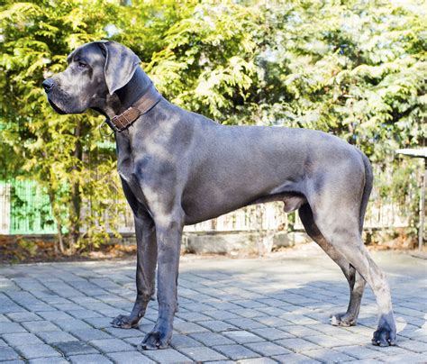 Information About the Family-loving Great Dane-Mastiff Mix Breed