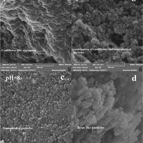 Fesem Images Of Different Morphologies Of Pmma Boehmite Nanohybrids At