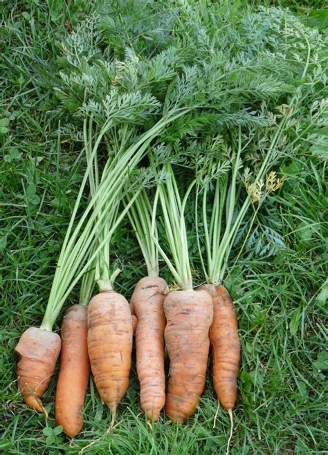 Quand semer pour récolter de belles carottes Potager facile Semer