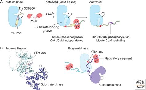 Structural Insights Into The Regulation Of Ca2calmodulin Dependent