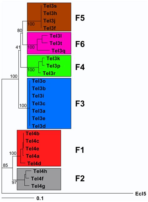 Phylogeny Of T Elongatus Introns The Figure Shows A Phylogram For All