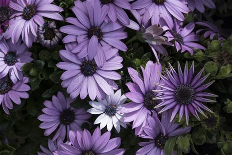 Los Ecklonis De Osteospermum Florecen La Flor De La Margarita Del Cabo