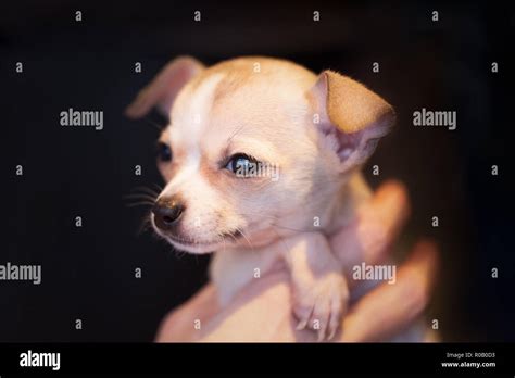 Tiny Chihuahua Hi Res Stock Photography And Images Alamy