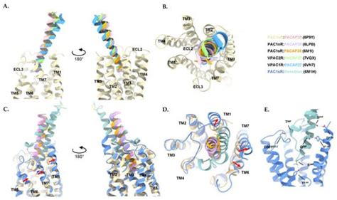 IJMS Free Full Text Targeting VIP And PACAP Receptor Signaling New