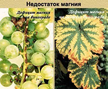 Для чего винограду магний? | Лоза виноградная | Дзен