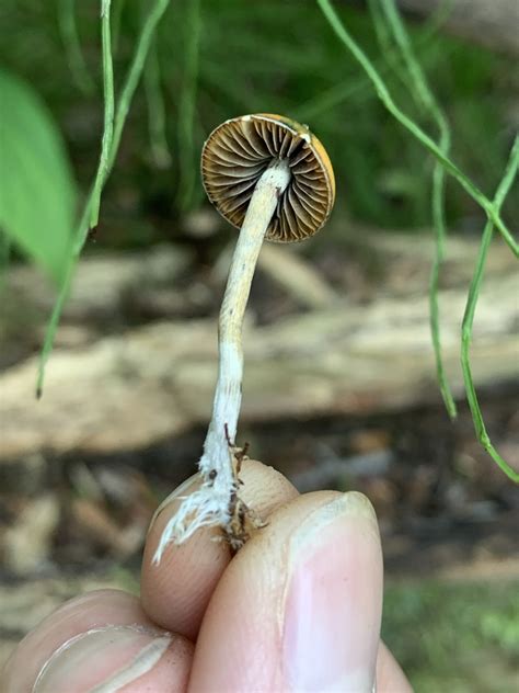 Psilocybe Aztecorum In August 2021 By Lizzy Cramer INaturalist