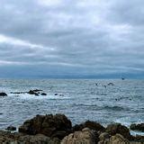 Best hikes and trails in Asilomar State Beach | AllTrails
