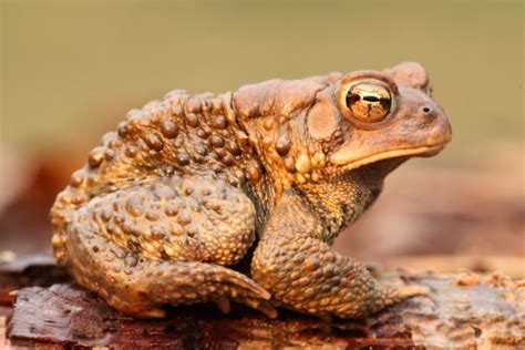 Tipos De Sapos Sapos Venenosos Nombres Características Y Fotos