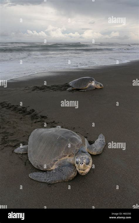 Olive Ridley Sea Turtle Lepidochelys Olivacea Female Coming Ashore To