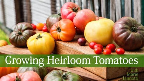 Growing Heirloom Tomatoes | Craftsy