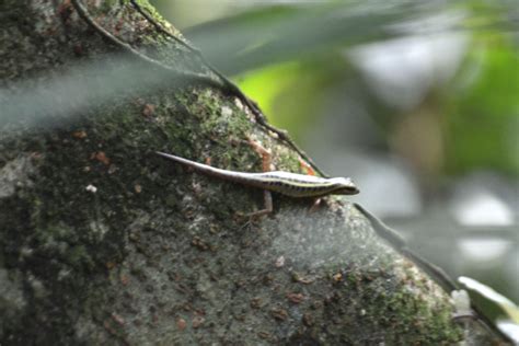 Lizard Identification, please? | ResearchGate