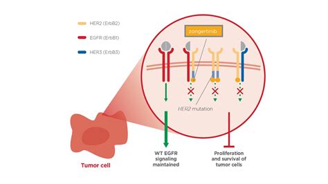 Her2 Tki Inoncology Boehringer Ingelheim