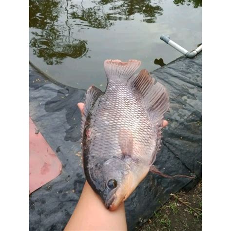 Jual IKAN GURAME SEGAR FRESH 1KG DARI TAMBAK Shopee Indonesia