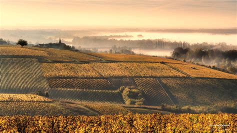 The Vines The Heart And Soul Of Burgundy In Autumn La Bourgogne