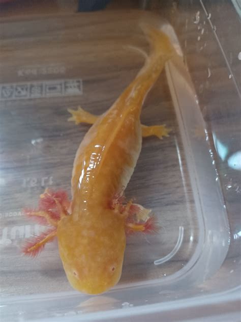 Axolotl Out Of Water