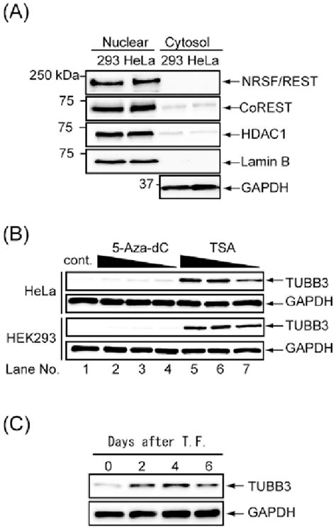 Increased Expression Of Tubb3 By Treatment With Trichostatin A And A