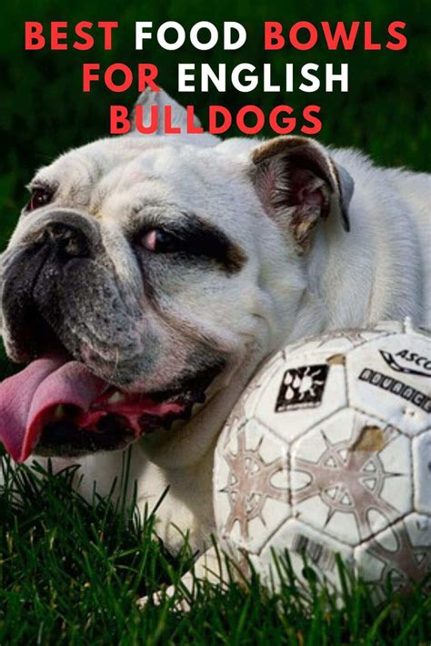 Best Food Bowls For English Bulldogs at Georgia Challis blog
