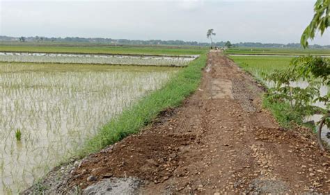 Setahun Hektar Lahan Pertanian Di Kota Pekalongan Lenyap Kok Bisa