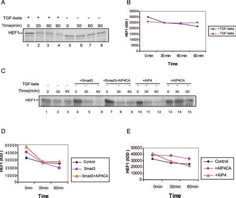 The Ligase Activity Of Aip Is Essential For Aip Induced Hef