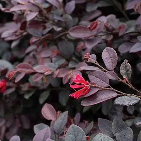 Cerise Charm™ Loropetalum For Sale Online The Tree Center