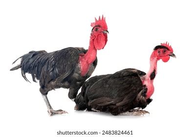 imágenes fotos de stock objetos en D y vectores sobre Naked