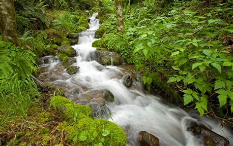 Mountain Stream Water Stones With Moss Green Vegetation Hd Wallpaper : Wallpapers13.com