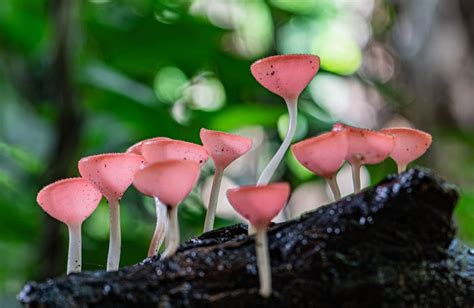 30 Amazing Mushroom Facts To Share With Your Friends GroCycle