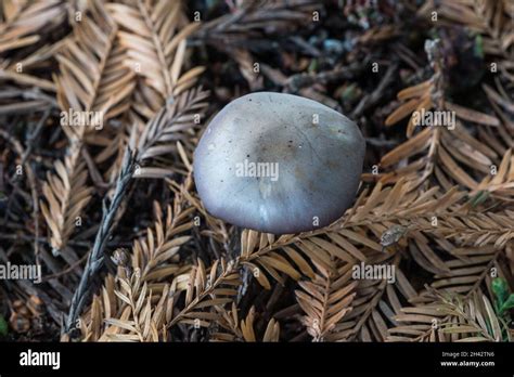 Fungus Wood Blewit Lepista Nuda Stock Photo Alamy