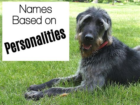 200+ Awesome Names for Labradoodles - PetHelpful