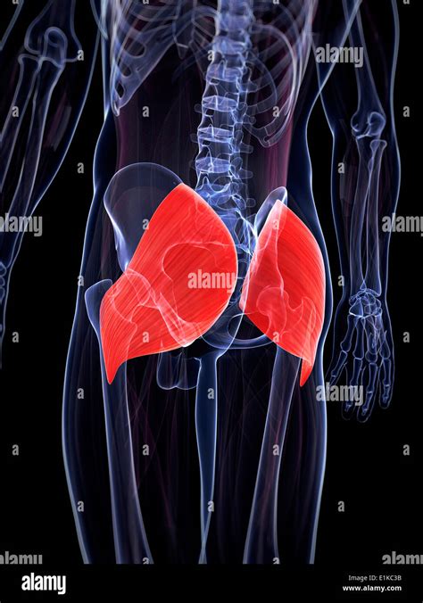 Human Buttock Muscles Gluteus Maximus Computer Artwork Stock Photo