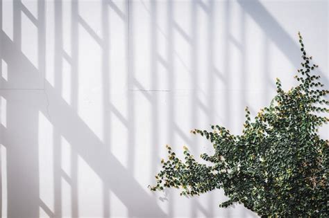 Textura De Pared Blanca Con Planta Trepadora Verde Foto Premium