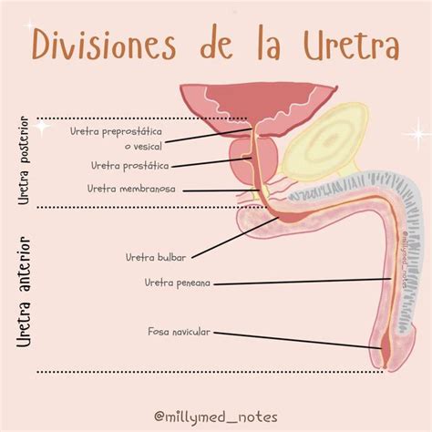 Divisiones De La Uretra Masculina UDocz