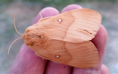 32 Weird But Common Caterpillars In Indiana 2023 Bird Watching Hq
