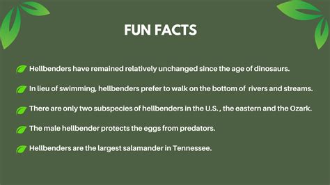 Hellbender | Chattanooga Zoo