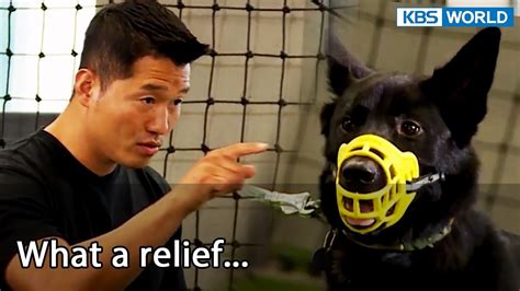 What A Relief Dogs Are Incredible Ep134 6 Kbs World Tv 220809