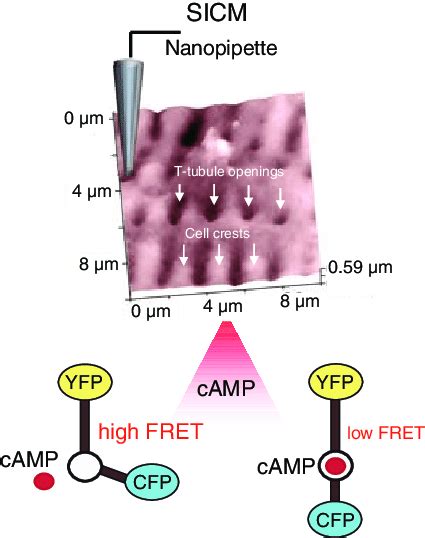 Functional Localization Of Bar Induced Camp Signaling And The Principle