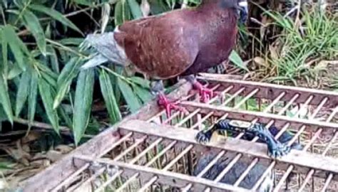 Cara Merawat Burung Dara KOMBI ID